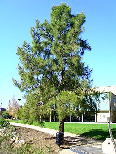 Casuarina cunninghamiana UNGEWÖHNLICHEN Baumsamen! - Image 3