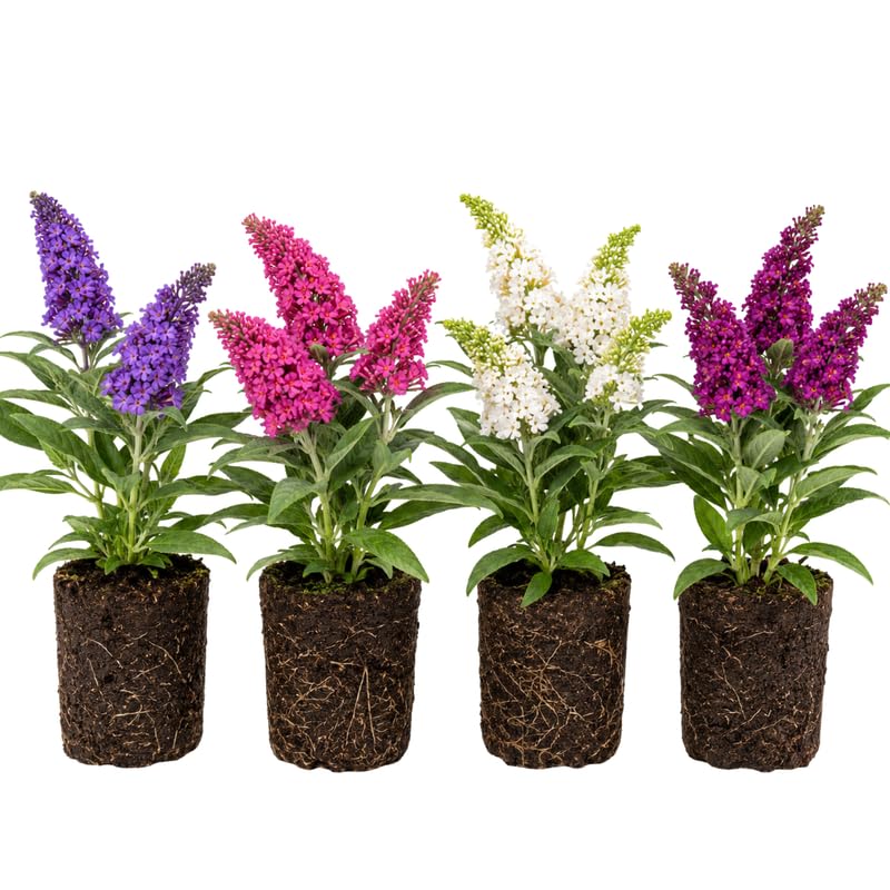 2 Assorted Butterfly Bush Plants Live Vibrant Buddleia Plants 4-7 Inches Colorful Flowering Shrub for Outdoor Garden