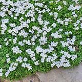 blaukissen balkon kräutergarten, zimmerpflanzen mehrjährig blumenwiese wildbalkonblumen 350samen