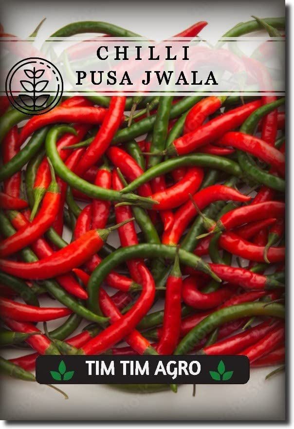 Chilli Pusa Jwala Garden Seeds, Hot Pepper Seeds - 10g Packet - Imported, Vegetable Gardening Seed (80% Germination Guaranty) (25)-image-19