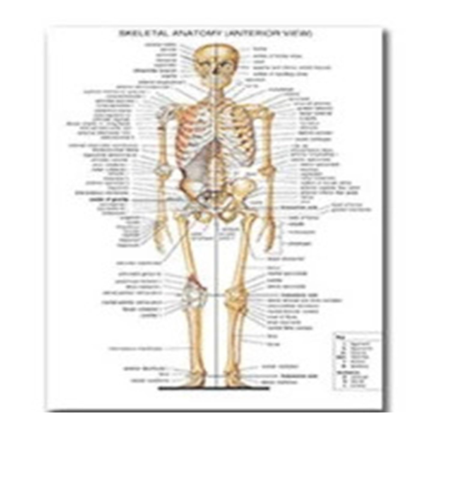 Système musculaire diagramme d'anatomie humaine affiche éducation médicale poster toile 40x60