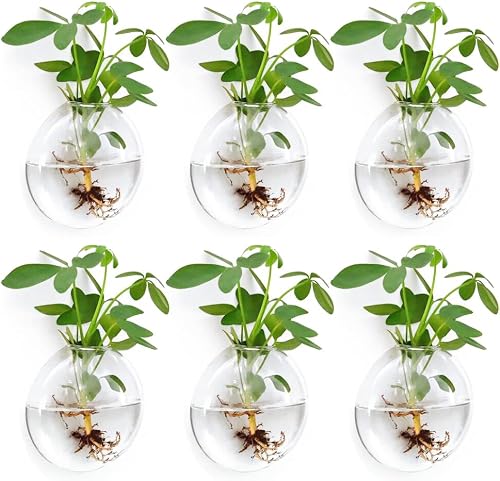 Wall Propagation Planters 6 Pack Wall Glass Planters Wall Plant Holder | Glass Wall Vase, Indoor Hydroponic Decor, Plant Propagation Wall Hanging