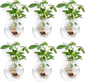 Wall Propagation Planters 6 Pack Glass Wall Planters for Indoor Plants