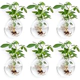 Wall Propagation Planters 6 Pack Glass Wall Planters for Indoor Plants, Wall Plant Holder Plant Propagation Wall Hanging, Glass Flower Vase Indoor Hydroponic Decor