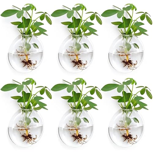 Wall Propagation Planters 6 Pack Glass Wall Planters for Indoor
