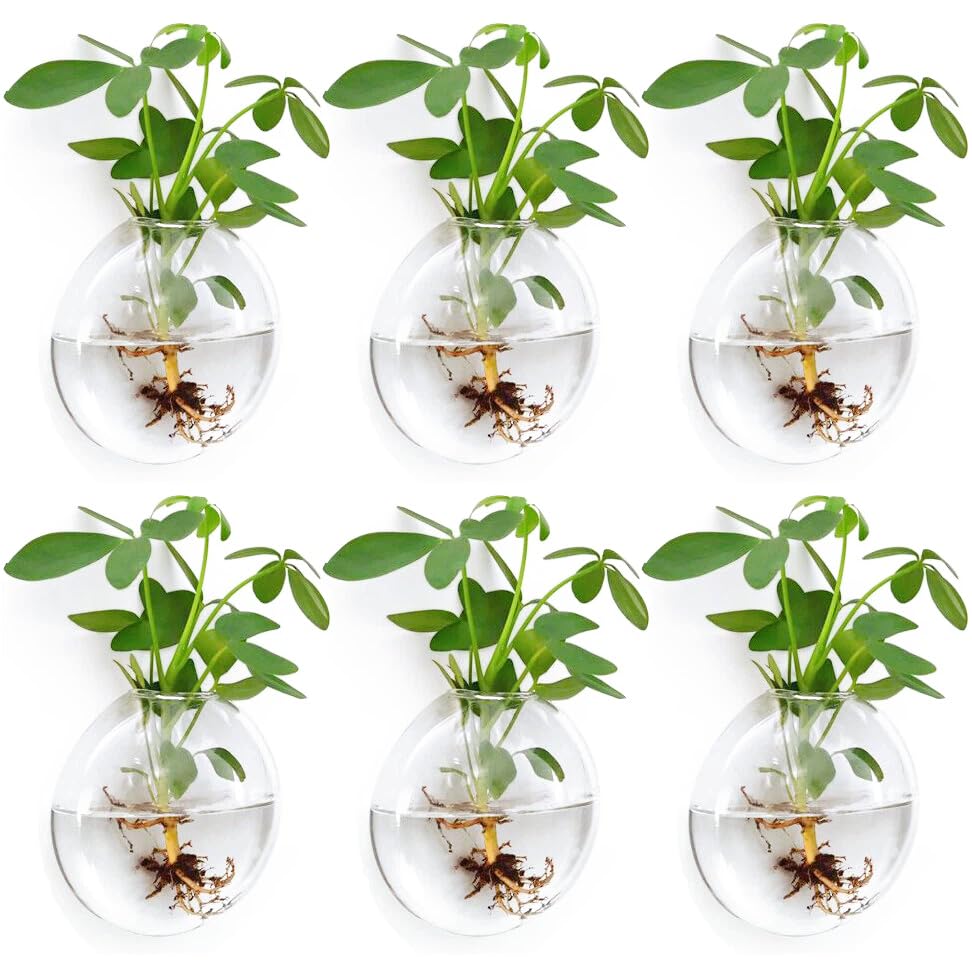 Wall Propagation Planters 6 Pack Glass Wall Planters for Indoor Plants Wall Plant Holder Plant Propagation Wall Hanging Glass Flower Vase Indoor Hydroponic Decor
