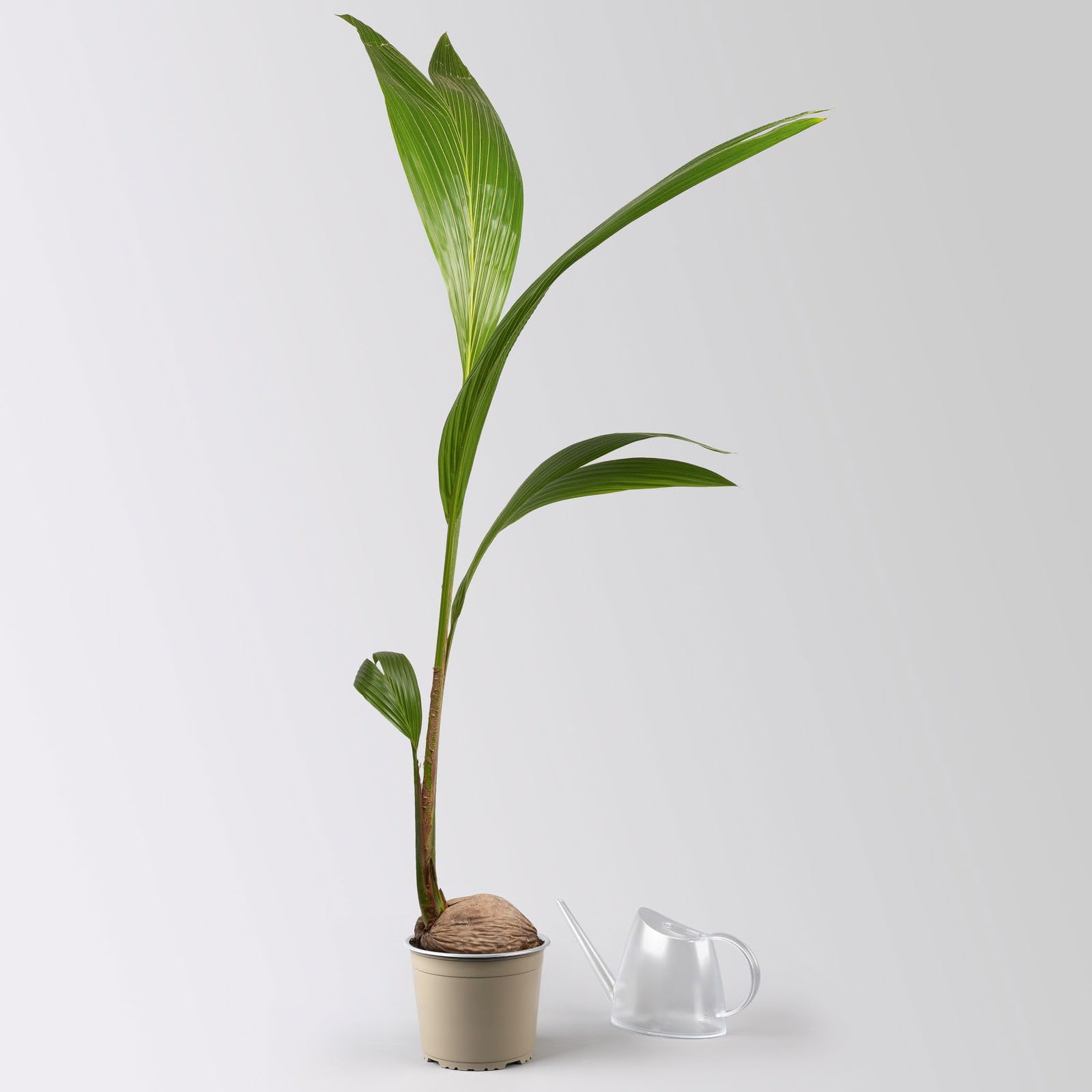 Kokospalme, Topf- 19 cm, Hhe ca. 130 cm : Amazon.de: Garten