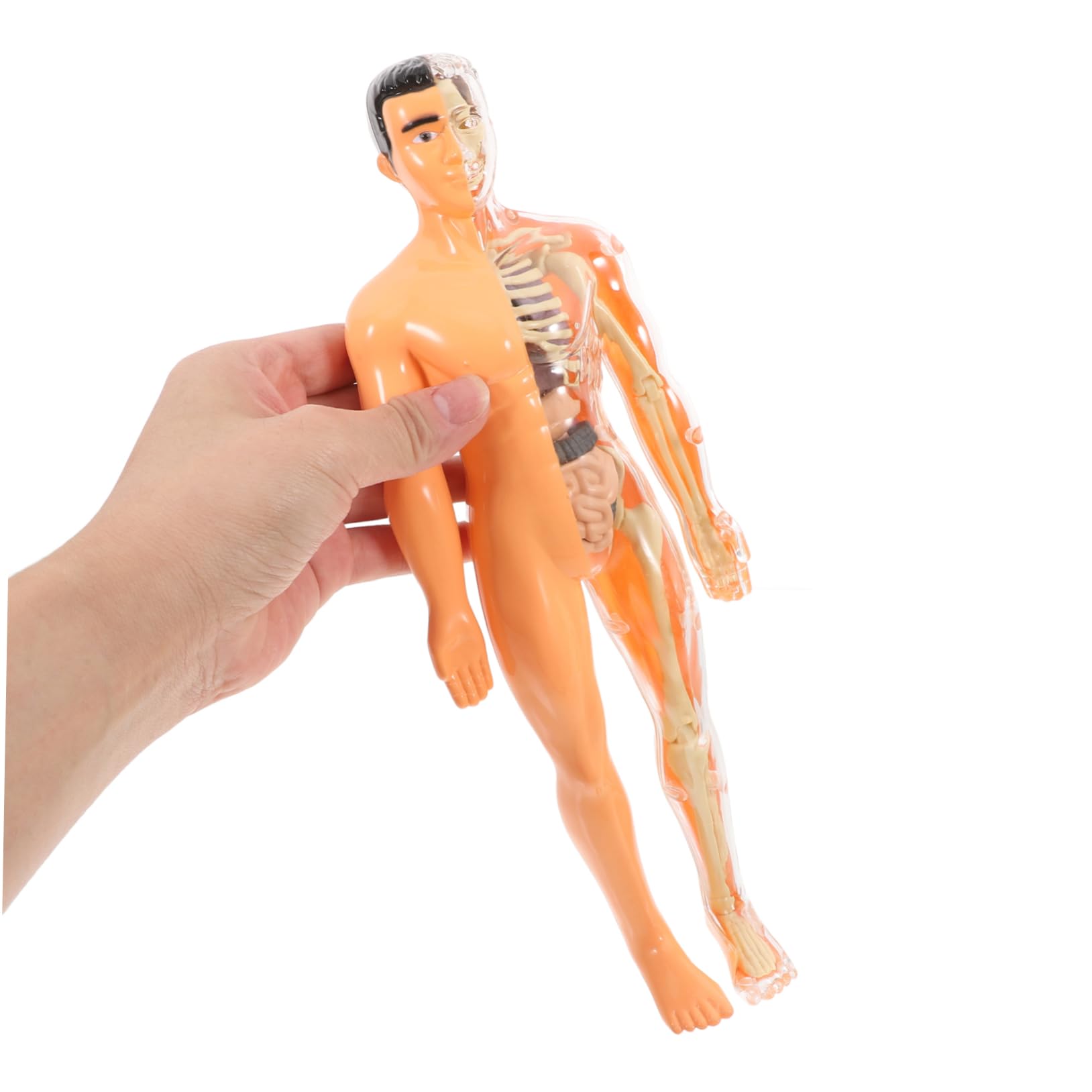 Holibanna 1 Set Di Giocattoli Di Scheletro Umano Puzzle Di Organi Tridimensionali Strumento Didattico Per La Prima Infanzia Anatomia E Fisiologia Umana Anatomia Per Ragazzi E Ragazze