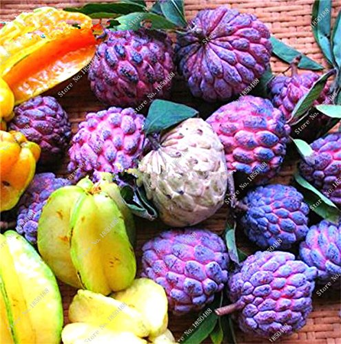 Graines de corossol Annona Bonsaï Japon Graines de plantes en pot Sweetsop Heirloom Graines de fruits juteux Arbre vivace d'extérieur rare Paquet de 500 graines
