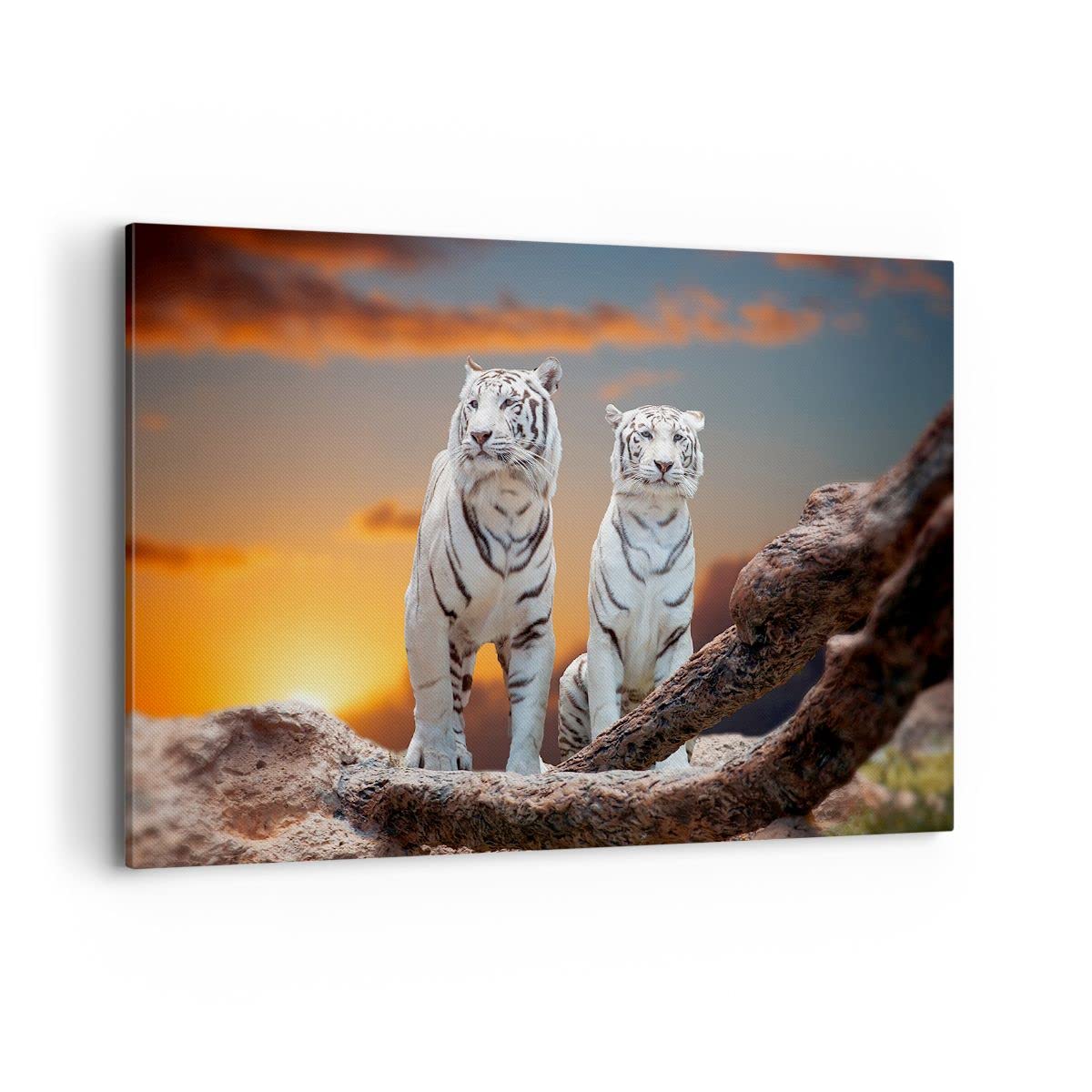 Cuadros Decoracion Salon Tigres blanco roca puesta del sol Lienzos decorativos 120x80cm Cuadro Sobre Lienzo Moderno Dormitorio Cuadros Pared Imágenes Wall Art Prints Decor Grande XXL AA120x80-2901