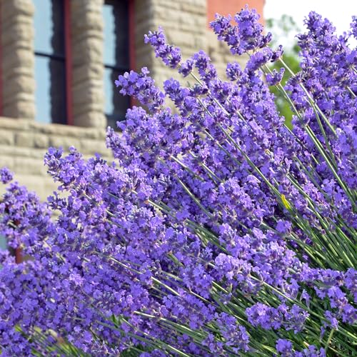 Created By Nature English Lavender Seeds, 3,000 Purple Perennial Wildflower Seeds