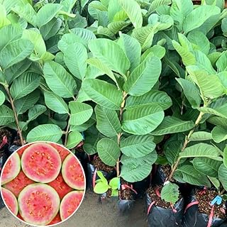 Pink Guava Fruit Tree, 5 to 9 Inches Tall, Tropical Guava Tree Plant for Garden or Patio, Well-Rooted, No Pot