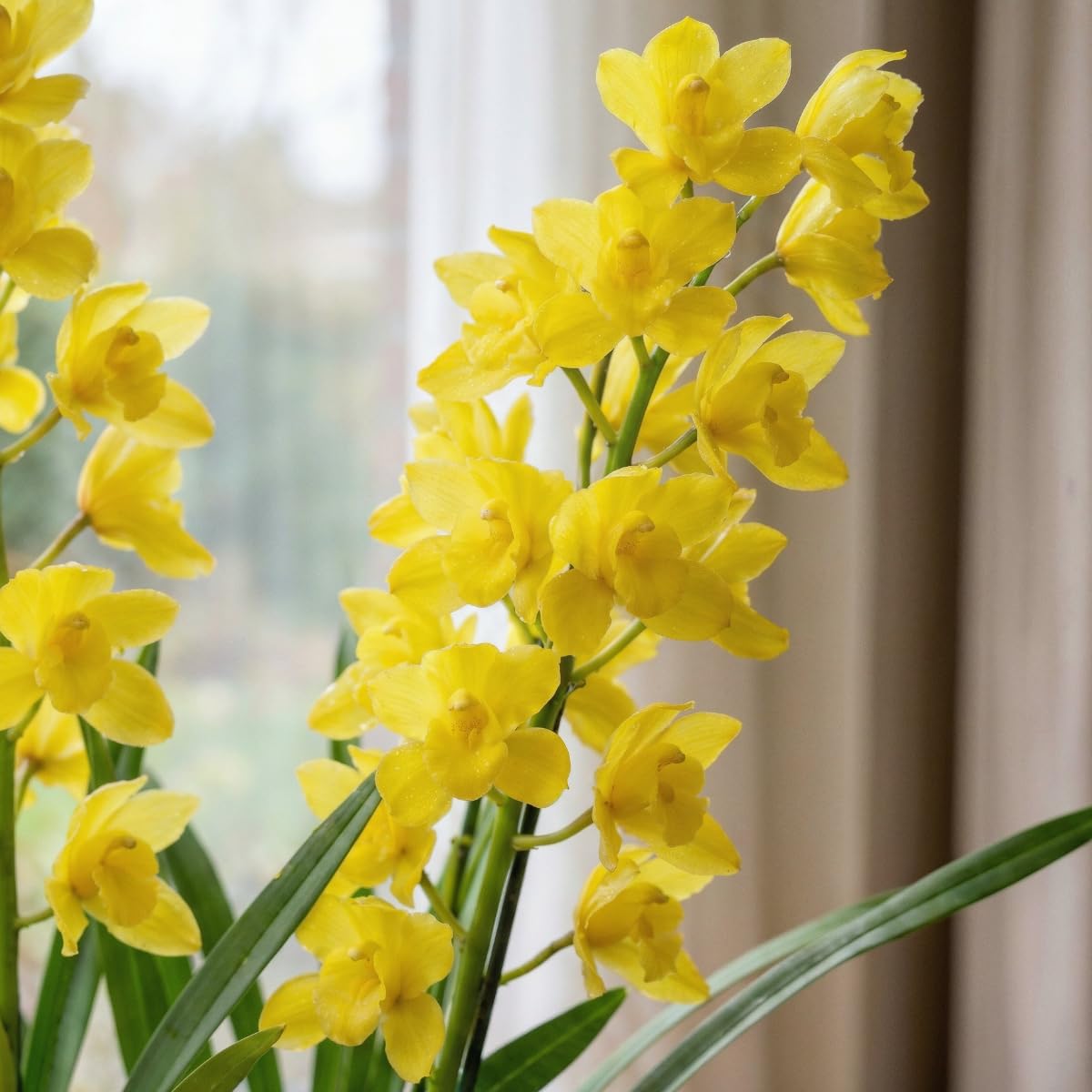 Orchideen Echte Pflanzen Gelbe Cymbidium -1 große Zimmerpflanze aus Holland - 60-70 cm hoch - 14 cm Topf - mit Blüten und duftend(Nicht künstlich, ohne Dünger und Topf, keine Samen, nicht winterhart)
