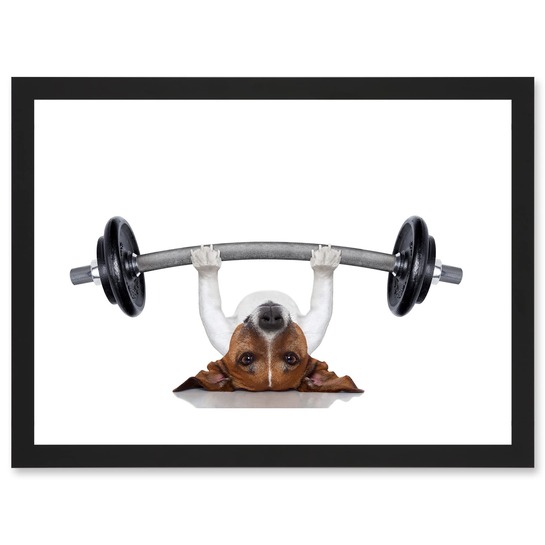 Wee Blue Coo Framed Black A4 Funny Photo Jack Russell Dog Personal Trainer Weight Lifter Artwork Framed Wall Art Print A4