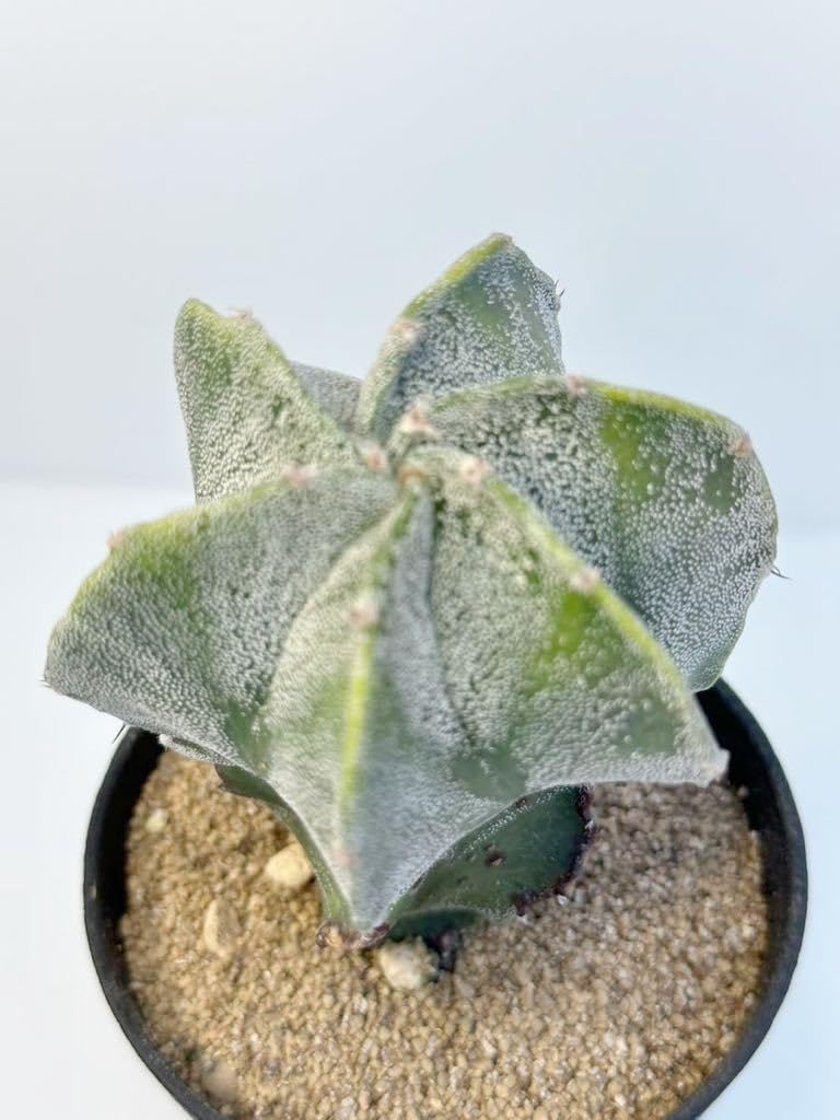 Amazon.co.jp: Astrophytum Myriostigma variegated アストロフィツム