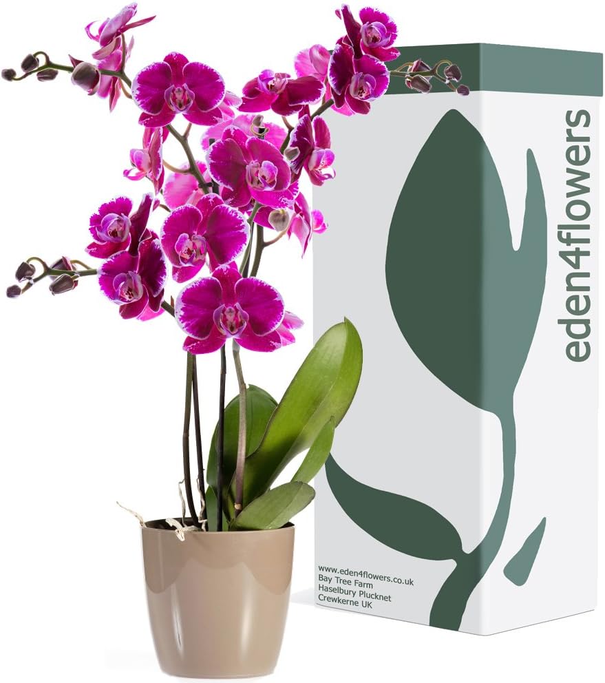 LARGE TWIN STEMMED CERISE PINK PHALAENOPSIS FLOWERING ORCHID PLANT - Flowering Plant Gifts by Eden4flowers