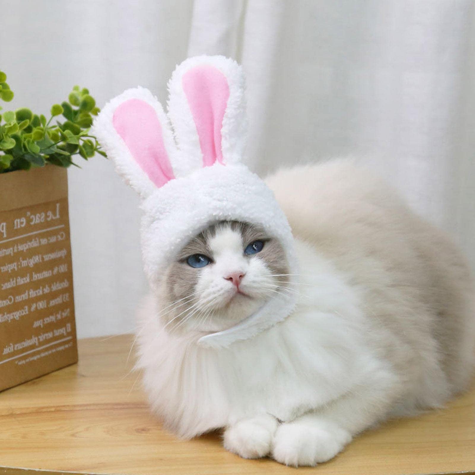 Amazon.co.jp: 猫用うさみみ帽子, 猫・小型犬用の耳付きうさぎ