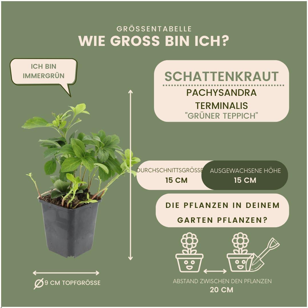Plants by Frank Pachysandra Terminalis Green Carpet, 48 Stück, Ø 9 cm