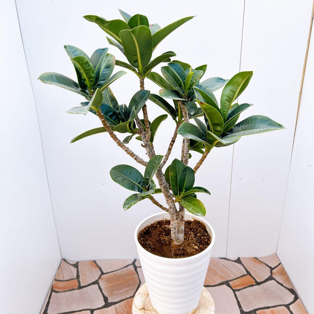 Amazon.co.jp: アポロゴム アポロ フィカス ゴムの木 観葉植物 室内 