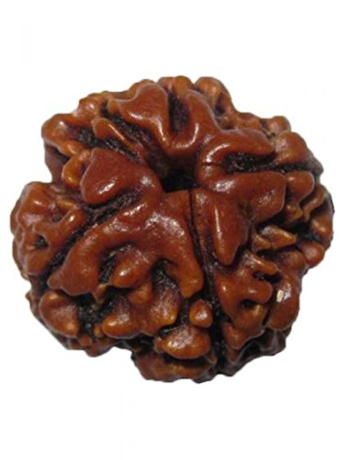 petrichor Original Nepali 4 Mukhi/Four Faced Rudraksha (Brown, Round) with Certificate-picture-24