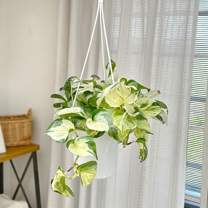 Amazon｜観葉植物 ポトス ステータス 5号 吊り鉢 吊り下げ ハンギング