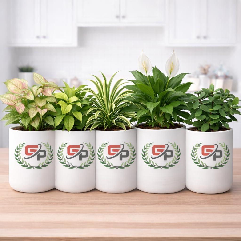 Guruji Plantation Live Indoor Plants for Home Decor, Set of 5 Syngonium, Money Plant, Spider Plant Peace Lily Plant,Jade Plant with Pots-image-29