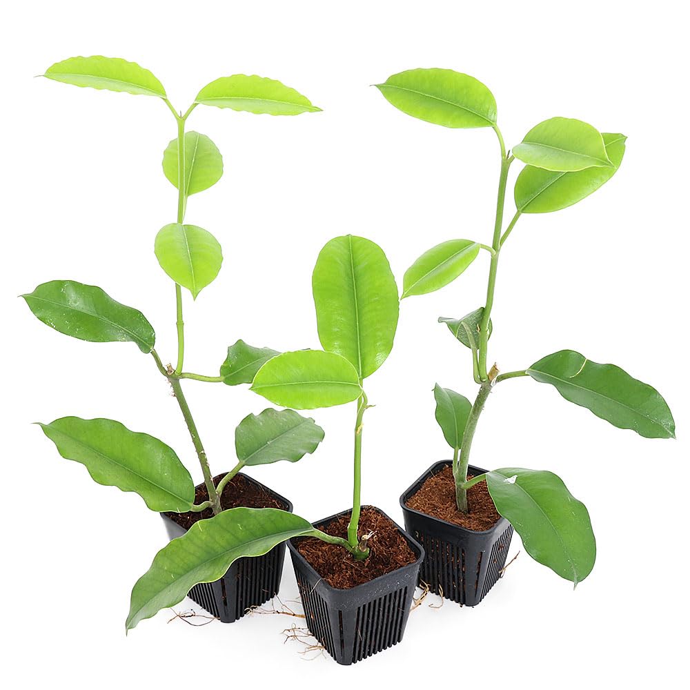 Amazon｜（観葉植物）ホヤ インペリアリス パラワン 3号（1鉢
