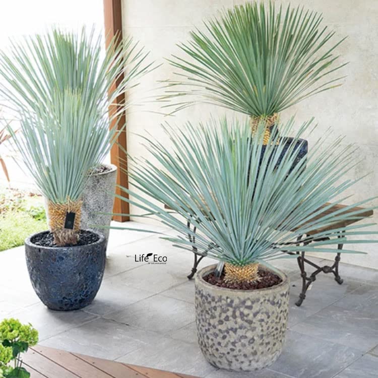 Amazon.co.jp: 植木鉢 釉薬陶器製 大型 おしゃれ ボルカーノ ラウンド