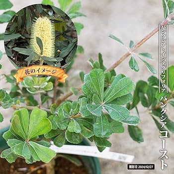 Amazon.co.jp: バンクシア・インテグリフォリア コースト