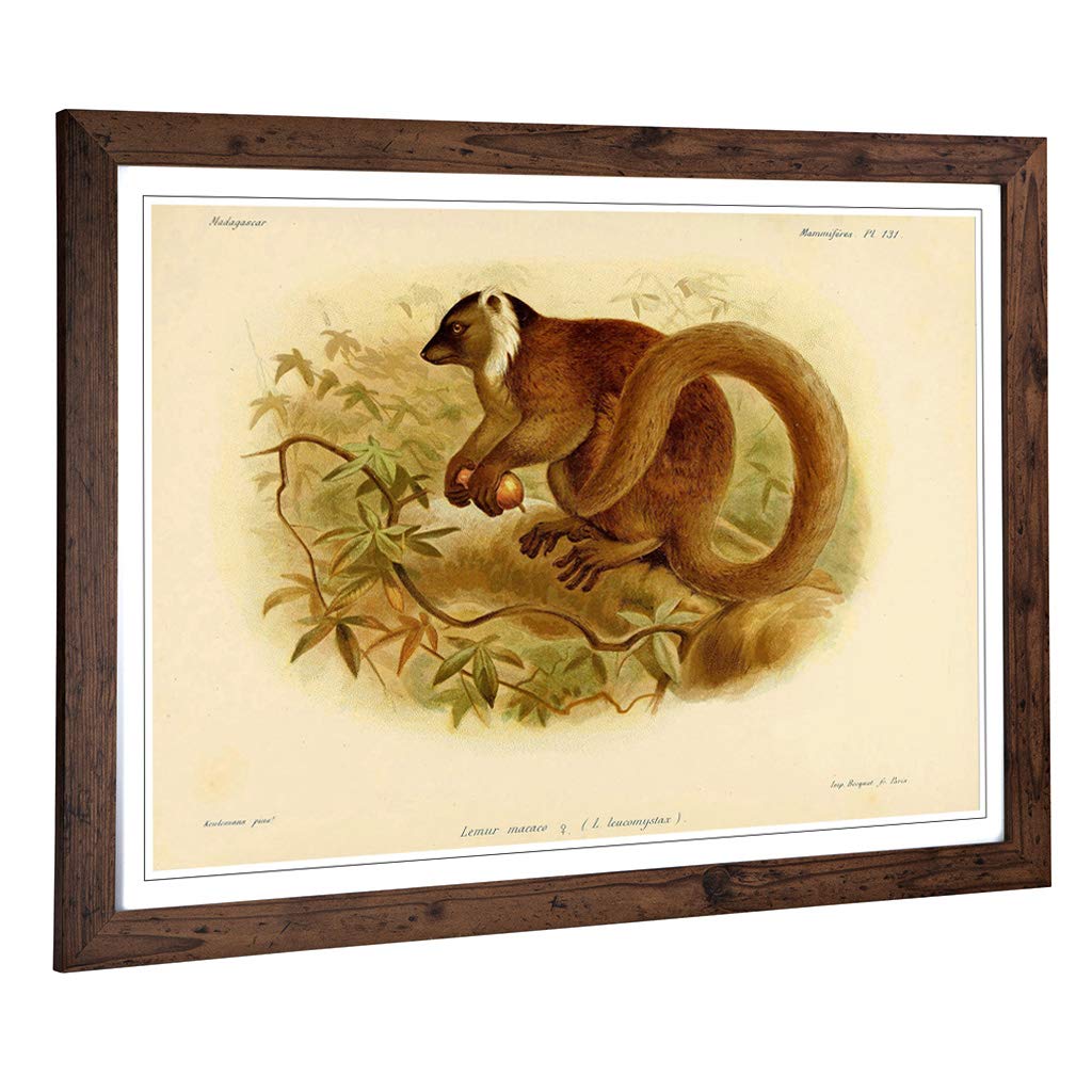 Big Box Art Framed Print of Vintage J.G. Keulemans Black Lemur Design | Wall Art Picture | Home Decor for Kitchen, Living Room, Bedroom, Hallway, Walnut, A2 / 24.5x18 Inch / 62x45cm