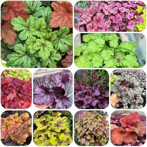Semillas de Heuchera Bells semillas de en resistentes al aire libre regalos para jardineros oficina interior fácil cuidado exóticas 350pcs