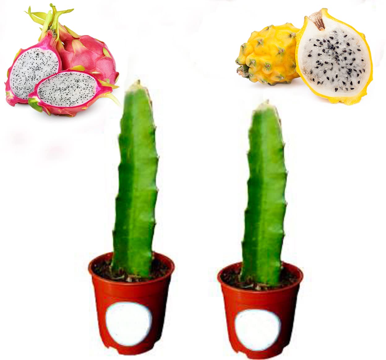 Cloud Farm Dragon Fruit Combo Pack of 2-2 Varieties- Yellow Skin and Pink Skin but White Flesh. (B0B65H213J) Amazon Price History, Amazon Price Tracker