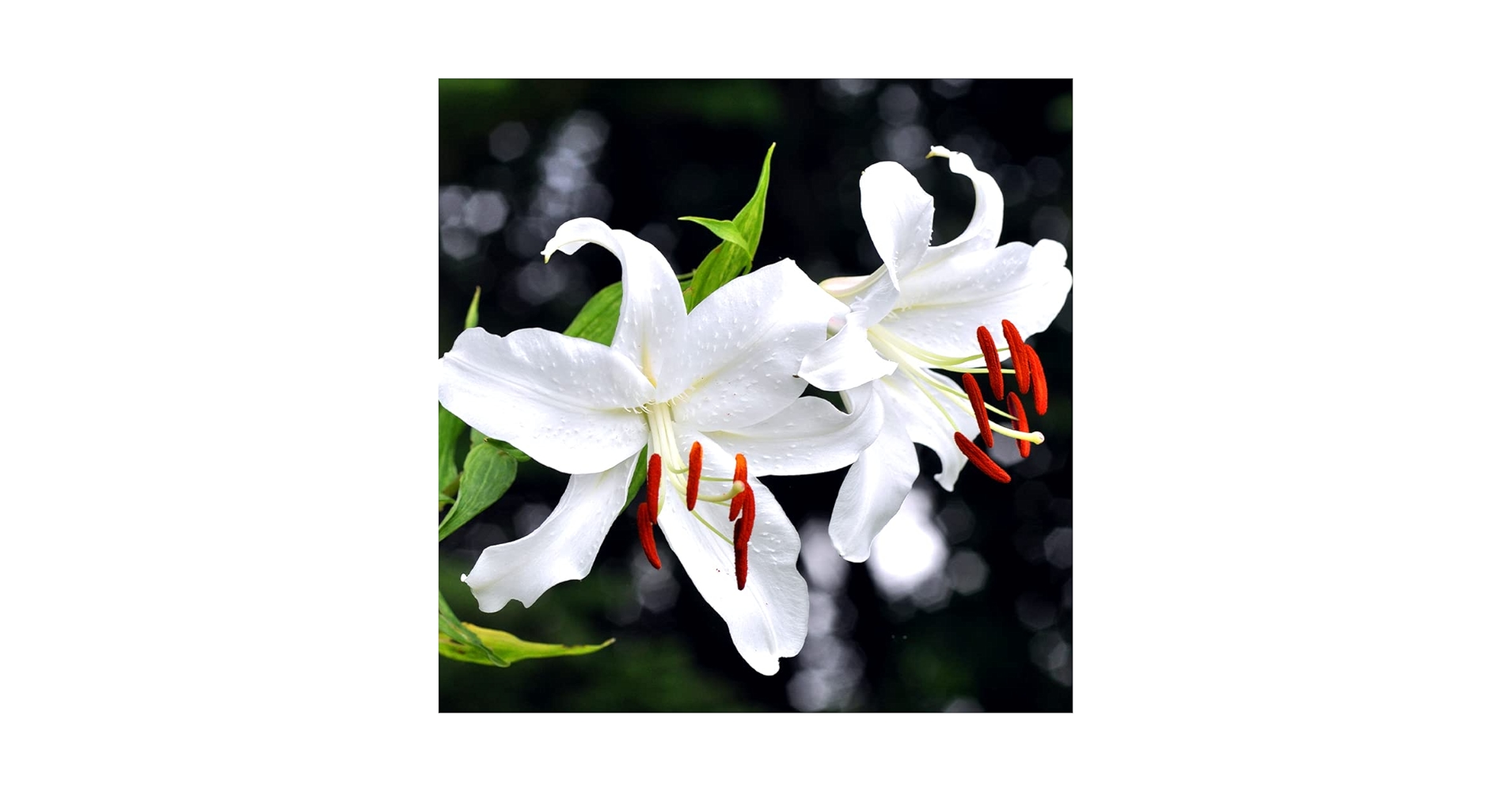 RYO様　カサブランカ　シラハの絆3枚　ブラキオ龍樹　2枚 Amazon.com: Yutaka Hara: books, biography, latest update