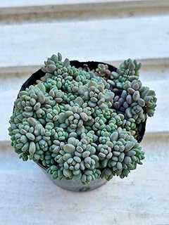 セダム パープルヘイズ