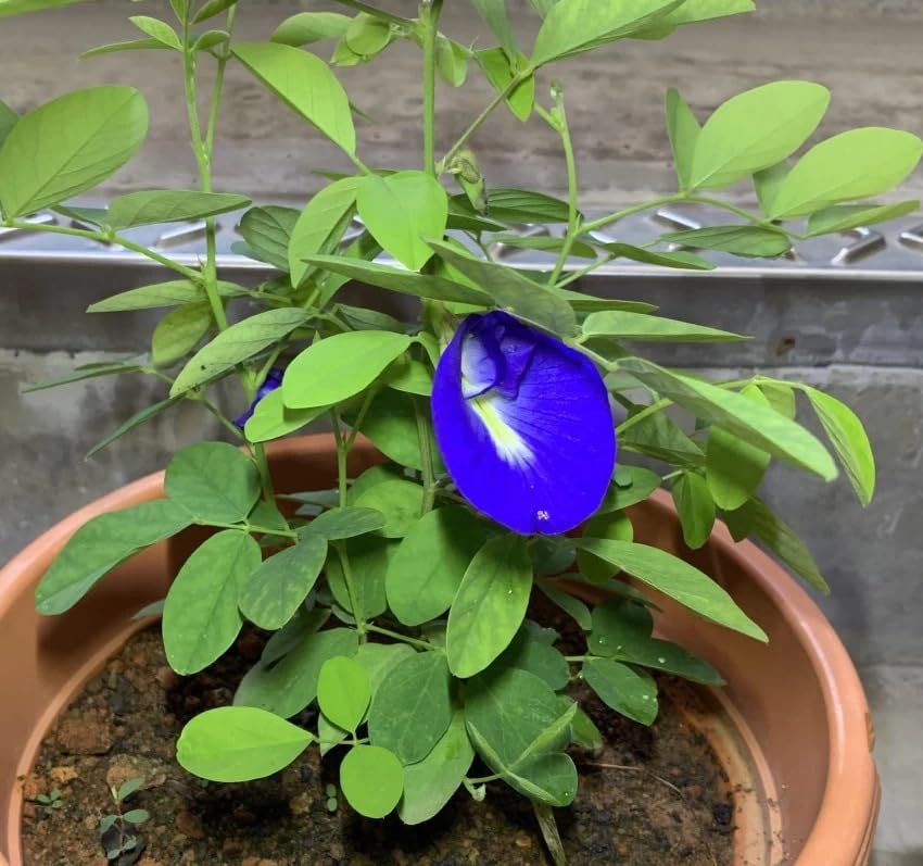 Golden Bloom Hybrid Blue Aprajita Flower Live Plant, Asian pigeonwings, Clitoria Live Plant (1 FT Height) Live Aprajita Plant/Clitoria/Blue Pea/Butterfly Pea Asian pigeonwings, Clitoria Live Plant (B0CK5YP7GG) Amazon Price History, Amazon Price Tracker