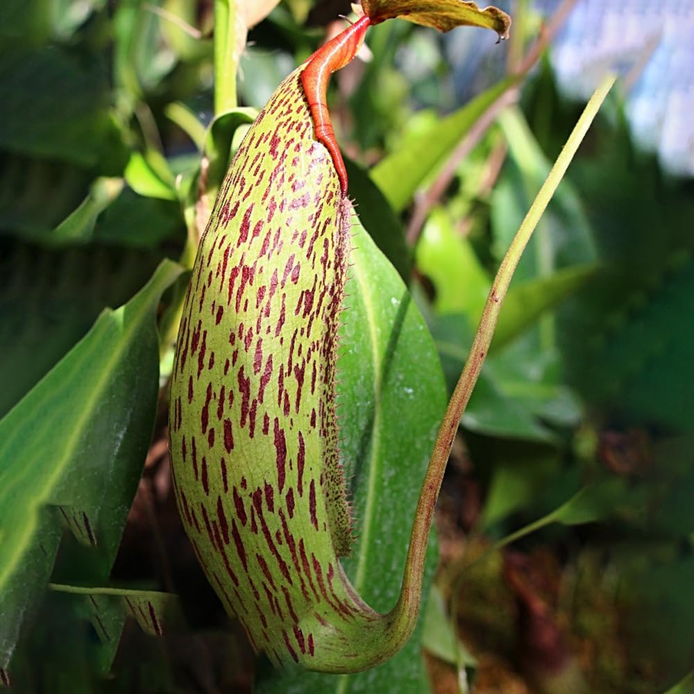 Kannenpflanze Samen - 500 Nepenthes Mirabilis Samen Für Indoor-Bonsai | Winterharte Zimmerpflanzen