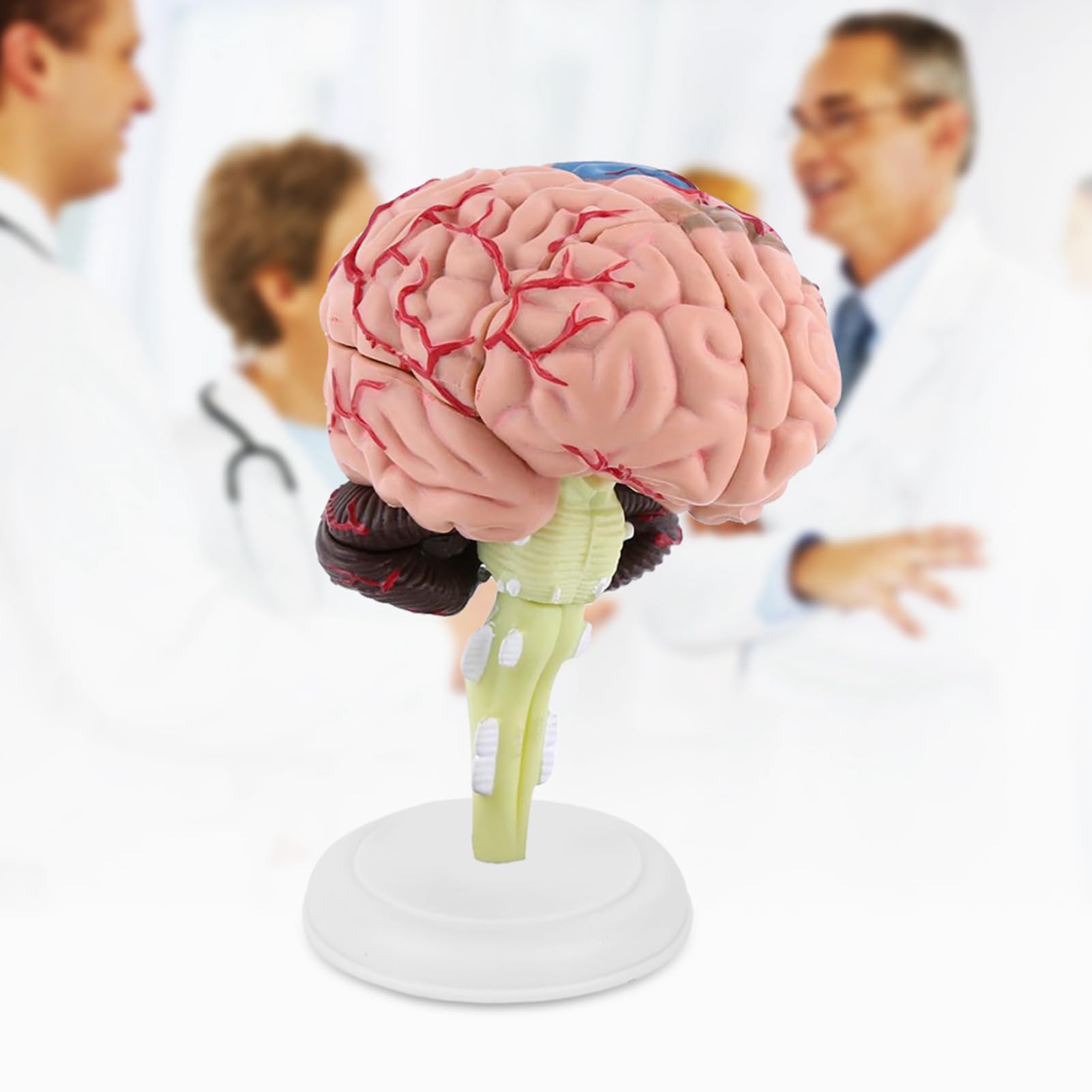 Ausla Model Ludzkiego Mózgu, Narzędzie Edukacyjne z Tworzywa Sztucznego, demontaż 8 Części do Badania Neurologii i Edukacji Pacjentów