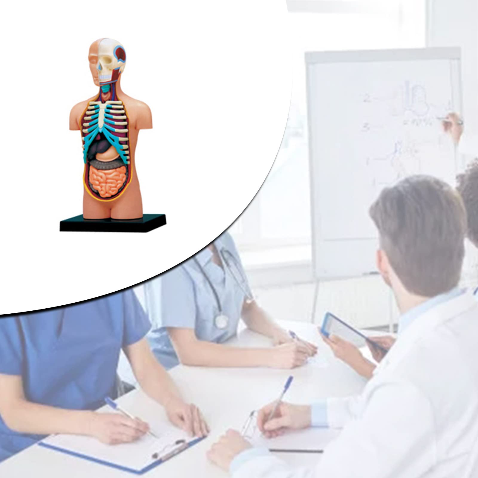 Modello di anatomia umana del busto con organi umani rimovibili Modello del corpo umano Scienza Forniture scolastiche per bambini Studenti Modello anatomico del busto umano