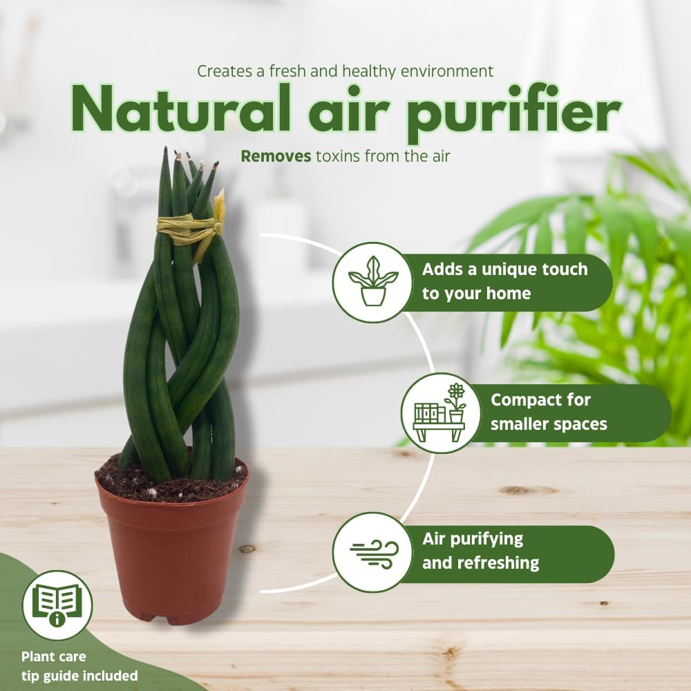 BubbleBlooms Sansevieria Snakeplant Variety Bundle, Braided cylindrica Dragon Fingers, Samurai Dwarf ehrenbergii, Cylindrical Starfish Snake Plant boncel