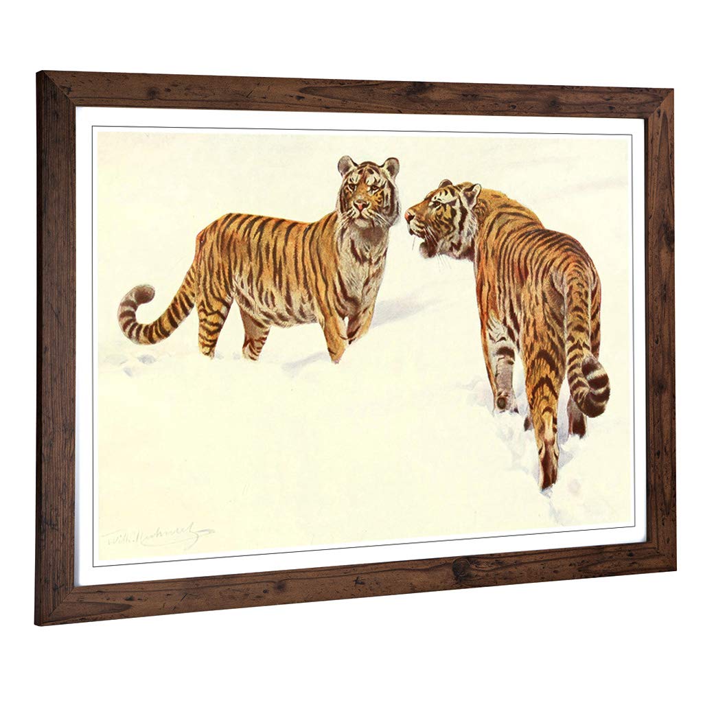 Big Box Art Framed Print of Vintage W Kuhnert Siberian Tiger Design | Wall Art Picture | Home Decor for Kitchen, Living Room, Bedroom, Hallway, Walnut, A2 / 24.5x18 Inch / 62x45cm