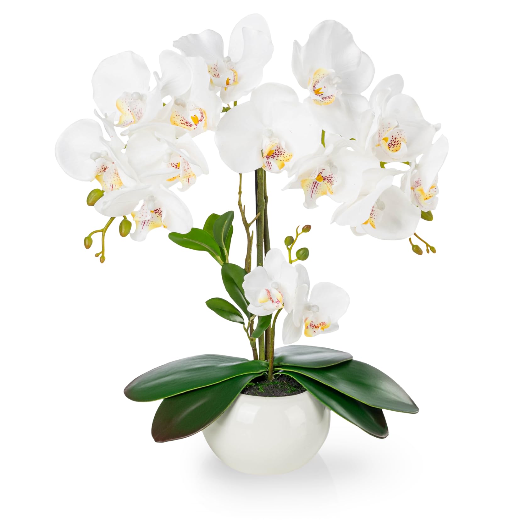 PASCH® Orchideen künstlich in Hochglanz-Keramiktopf (40cm) | Kunstblumen im Topf | Kunstblumen wie echt | künstliche Orchideen im Topf | künstliche Blumen im Topf | Kunstblume Orchidee