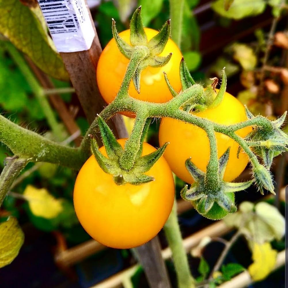 JIGNISHASEEDS Yellow Cherry Tomato Plant Seeds For Home Garden Pack Of 50 (B0B4SXC8KH) Amazon Price History, Amazon Price Tracker