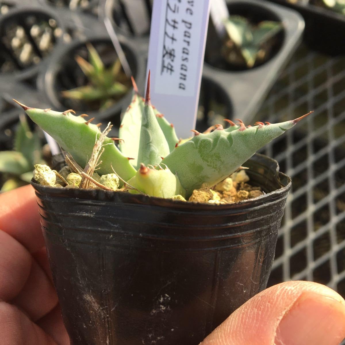 Amazon.co.jp: 多肉植物 アガベ パラサナ 実生苗3 第4種郵便