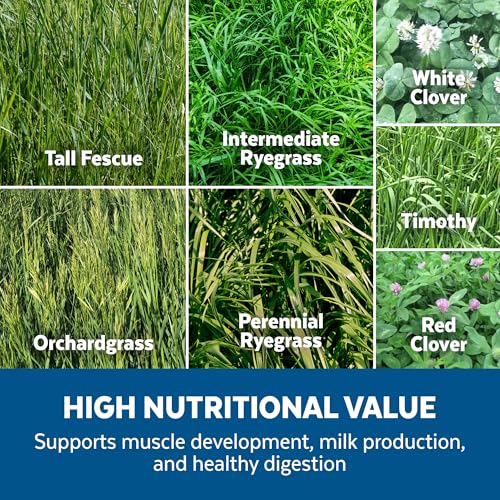 Forage Crop Seed Blends For Cattle Feed Temperate Climates
