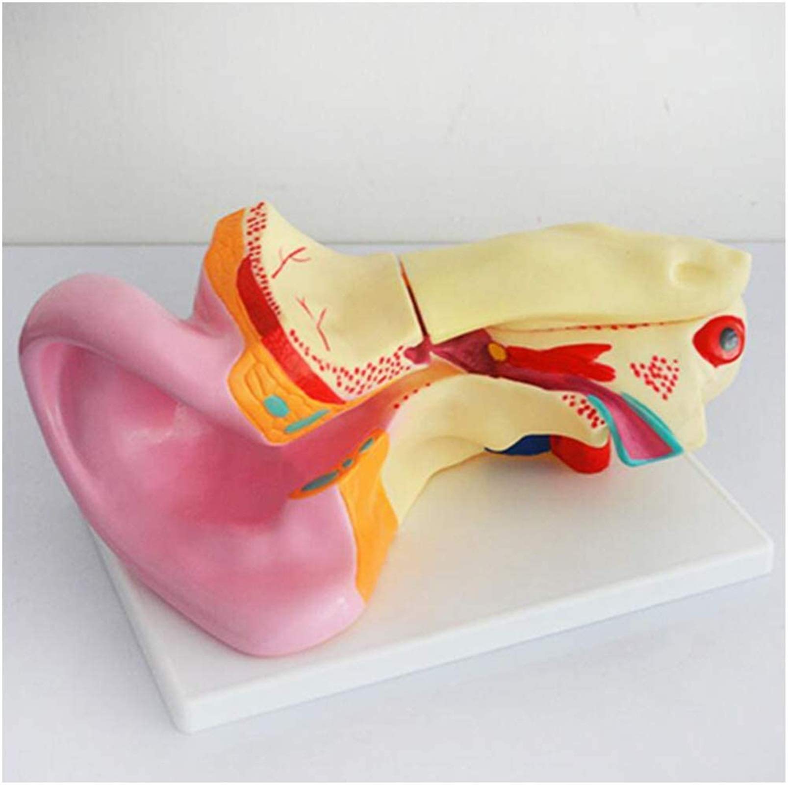 Modelo anatomía, Modelo Educativo, Modelo estómago tamaño Natural, Modelo órgano Humano, Modelo patológico médico estómago para Estudio, Modelo enseñanza, Modelo Esqueleto médico