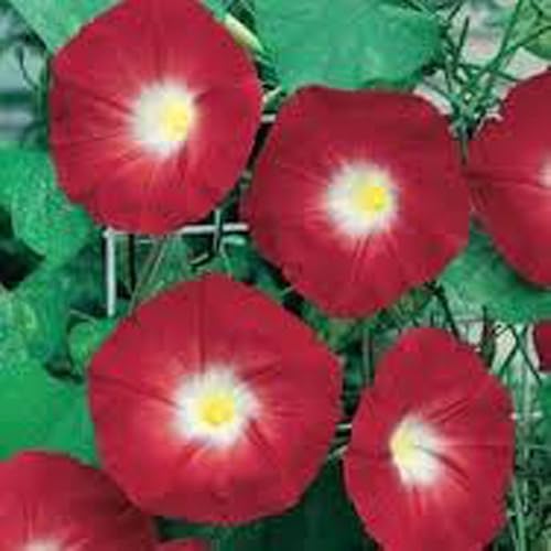 Scarlet O' Hara Morning Glory - Más de 25 semillas, hermosas flores largas de temporada