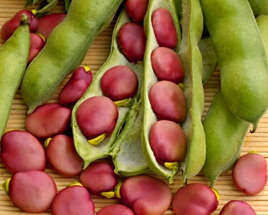 VibeX Seeds of Broad Bean Karmazyn Pink Fava Beans-100 Seeds (B0B9Y45H38) Amazon Price History, Amazon Price Tracker