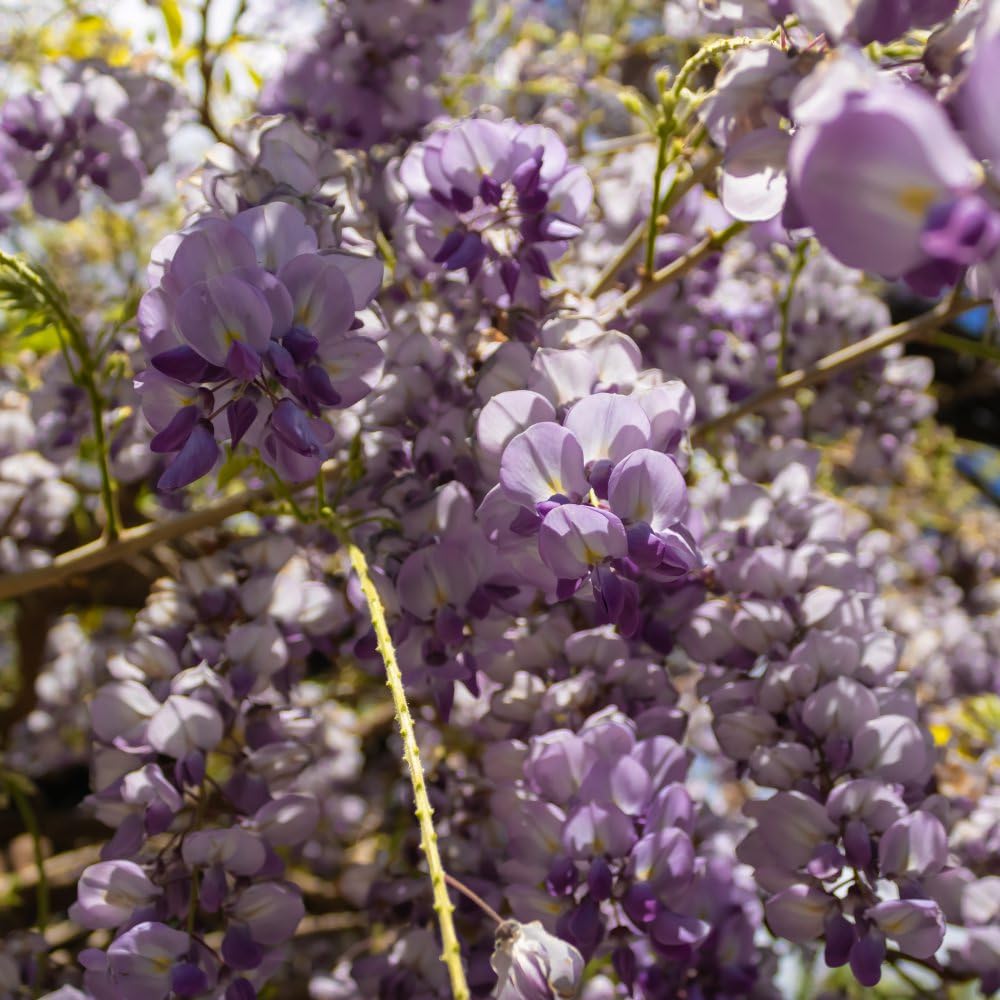 Fragrant Lilac-Blue Wisteria frutescens 'Amethyst Falls' - Perfect for Containers and Walls! - Dwarf - Climber - Easy to Grow - 2X 9cm Potted Plant by Thompson & Morgan