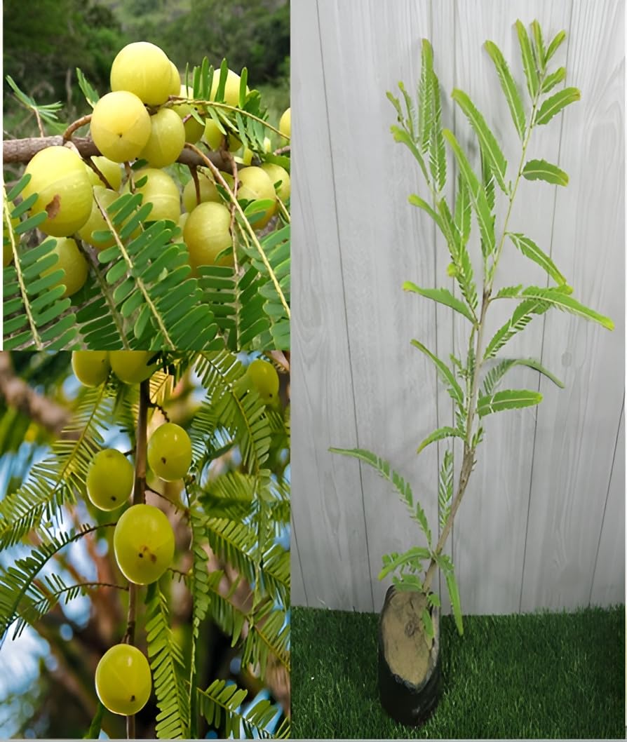 See full amazon price history chart for Oxiflora "Chakaiya Amla "Grafted hybrid - 1 Healthy Live Super Yielding Early Fruting Chakaiya Amla Fruit Plant 1-1.5 Ft Height in Nursery Grow Bag for Home Garden Oxiflora "Chakaiya Amla "Grafted hybrid - 1 Healthy Live Super Yielding Early Fruting Chakaiya Amla Fruit Plant 1-1.5 Ft Height in Nursery Grow Bag for Home Garden (B0C55GPY88) Amazon Price History, Amazon Price Tracker