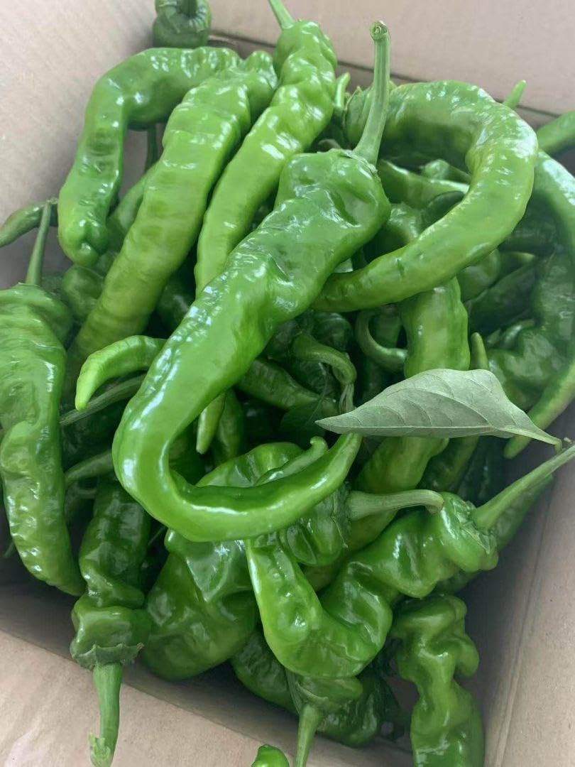 激辛 （辣妹子）青唐辛子 8キロ長野県産 農薬不使用 激辛 辣妹子